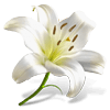 Single White Lily